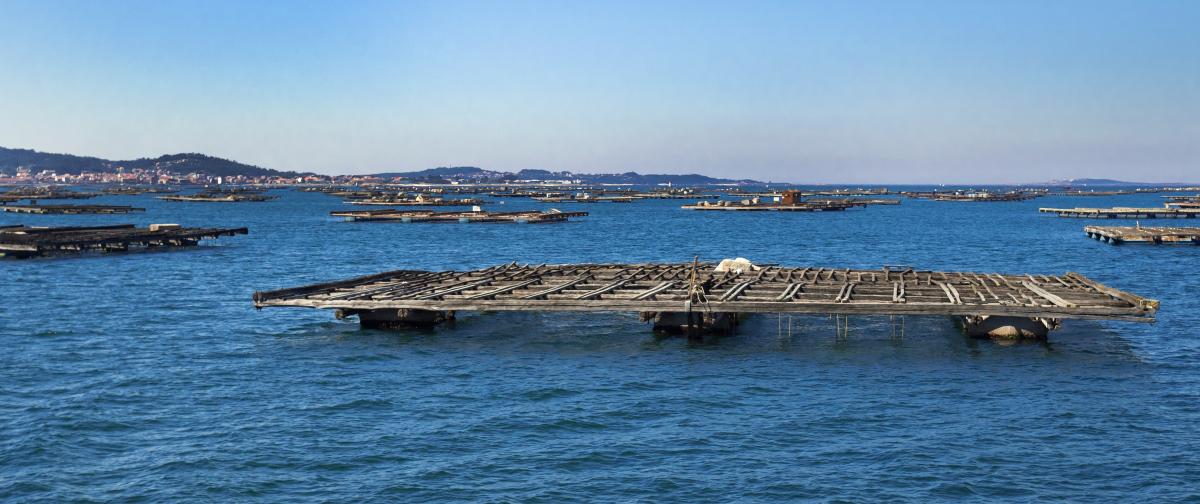 Balsas para acuicultura de mejillones en Batea, Ra de Arousa