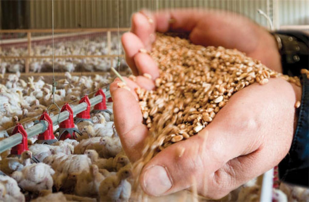 Alimentos compuestos para animales